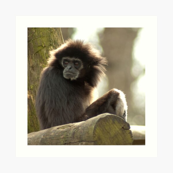 The old man - De Ouwe Art Print