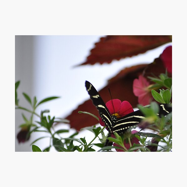 Item preview, Butterfly Colors designed and sold by JECunningham.