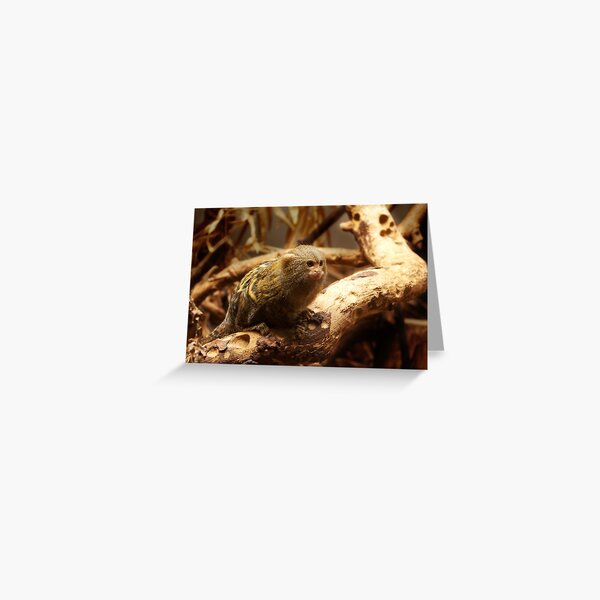 Pygmy Marmoset - Dwergzijdeaapje Greeting Card