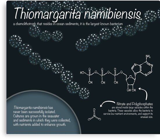 "Thiomargarita namibiensis" Canvas Print by thevexedmuddler | Redbubble