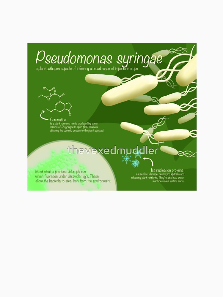 Pseudomonas syringae by thevexedmuddler