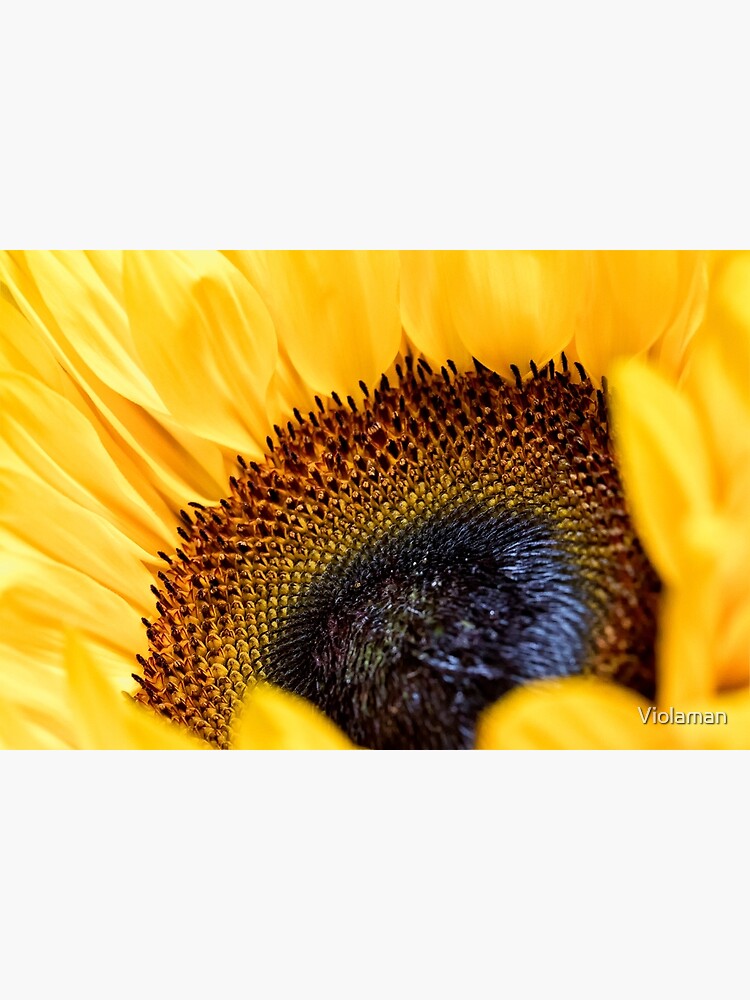 Tarjetas de felicitación «Girasol ingles» de Violaman | Redbubble