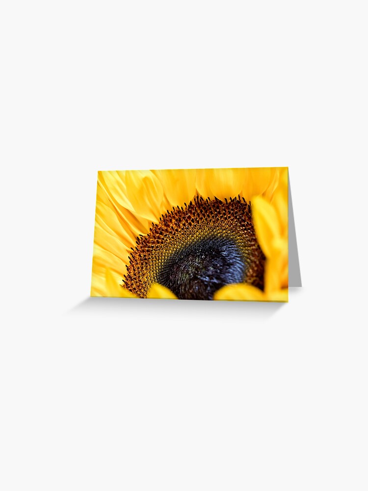 Tarjetas de felicitación «Girasol ingles» de Violaman | Redbubble