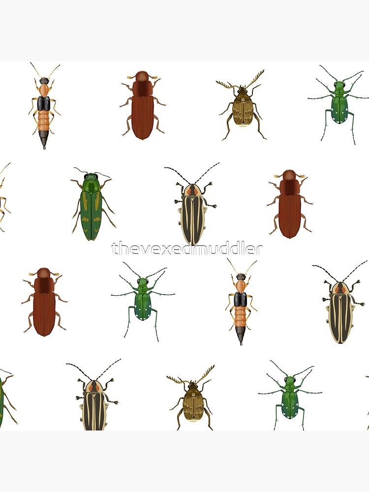 Four Beetles by thevexedmuddler