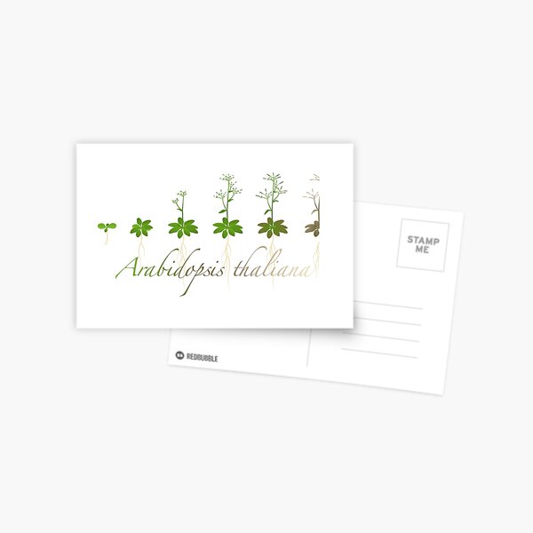 A. thaliana development Postcard