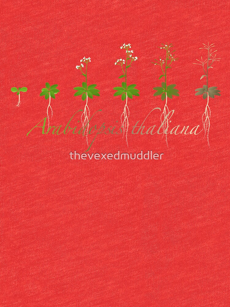 A. thaliana development by thevexedmuddler