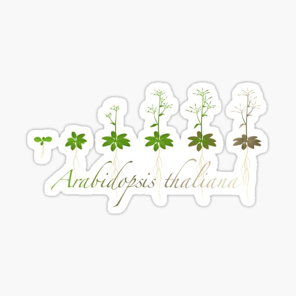 A. thaliana development Sticker