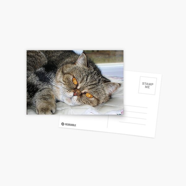 Relax Postcard