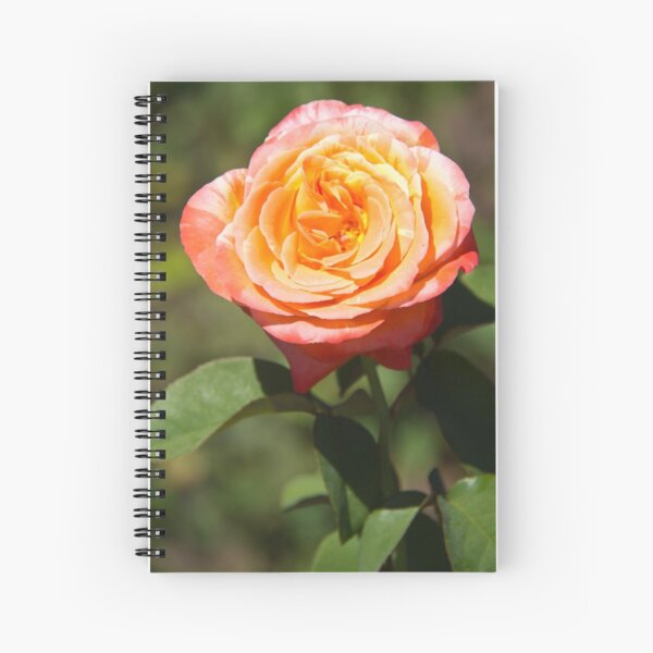 Orange Rose with Pink Edges Spiral Notebook