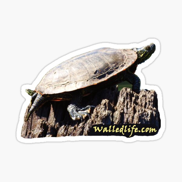 Turtleheads Stickers Redbubble