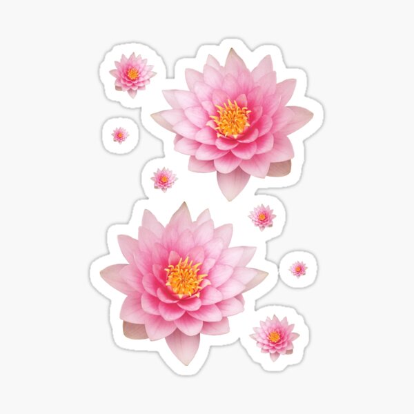 Elegant Pink Water Lotuses / Lilies Sticker