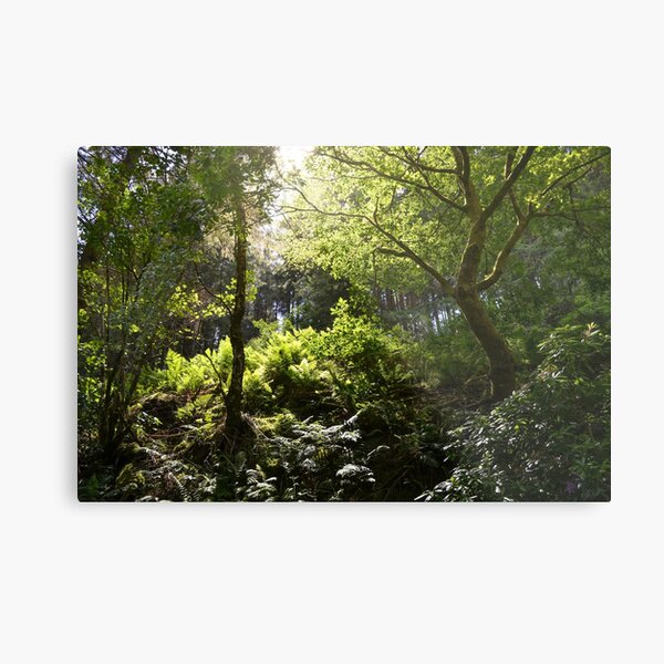 Item preview, Forest Light designed and sold by PetraBrown.