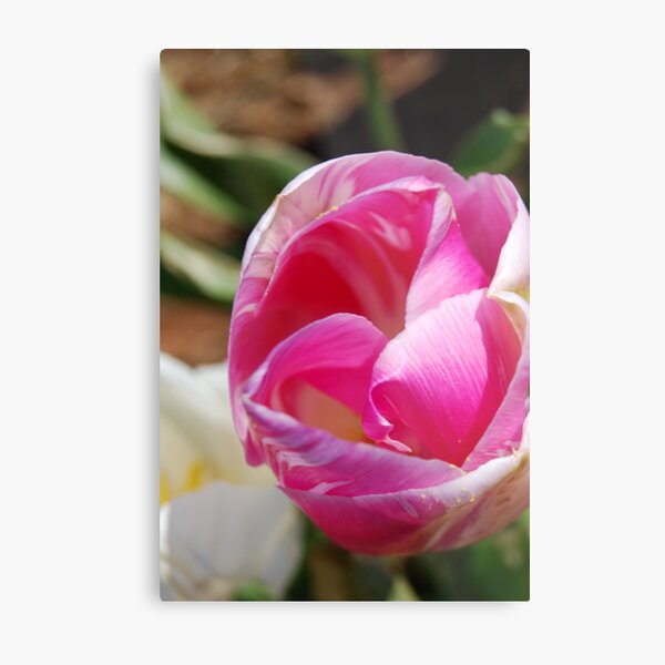 Secret Metal Print