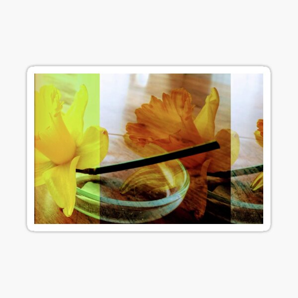 Daffodil in dish Sticker