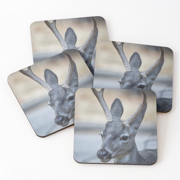Item preview, Buck with Two Pronged Antlers designed and sold by Belinda Greb Photography.