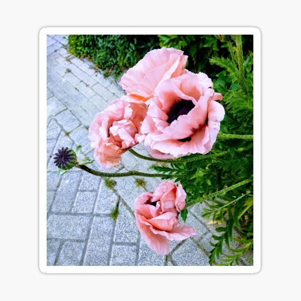 Poppy on the side of the road Sticker