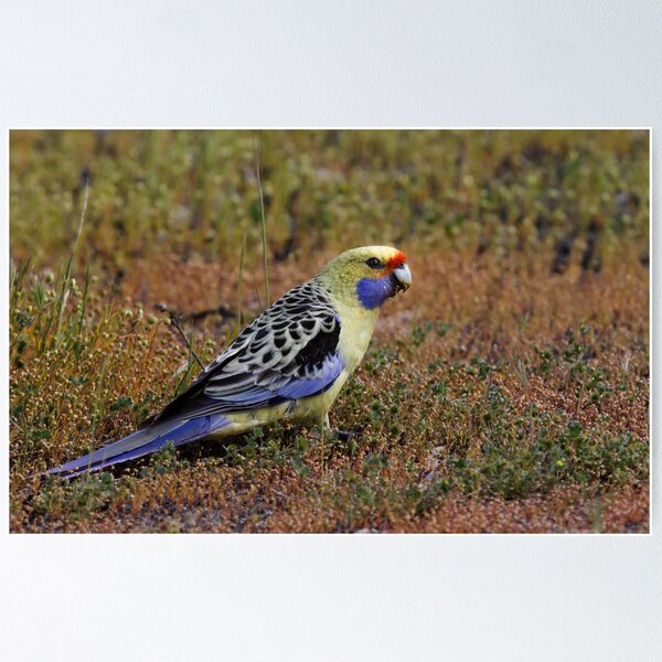Item preview, Yellow Rosella designed and sold by Jeremy Weiss.