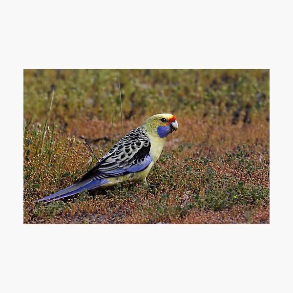 Item preview, Yellow Rosella designed and sold by Jeremy Weiss.