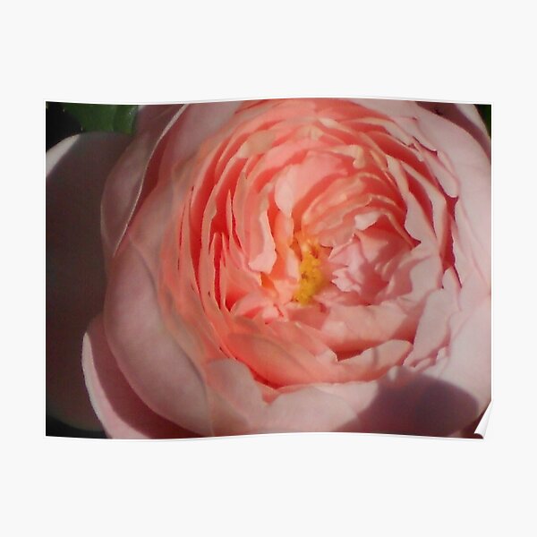 Flower Photography S04 Poster