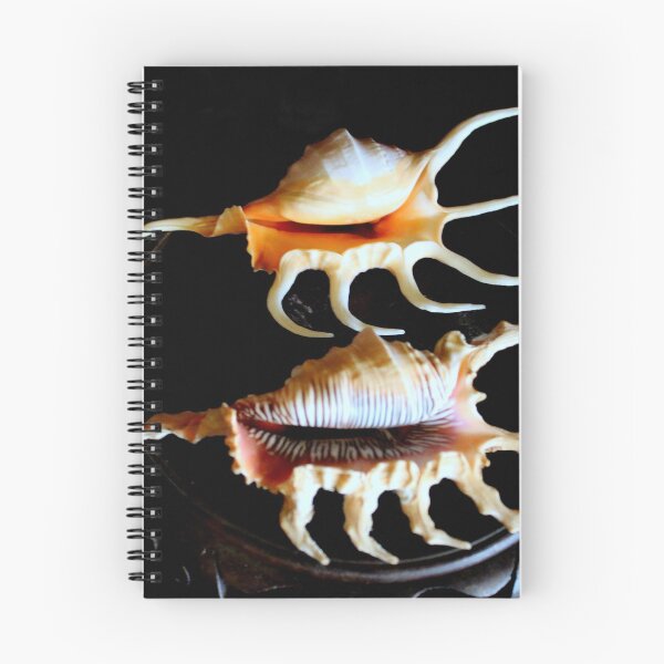 Item preview, Shell We Dance, Da Da Da... designed and sold by Michael May.