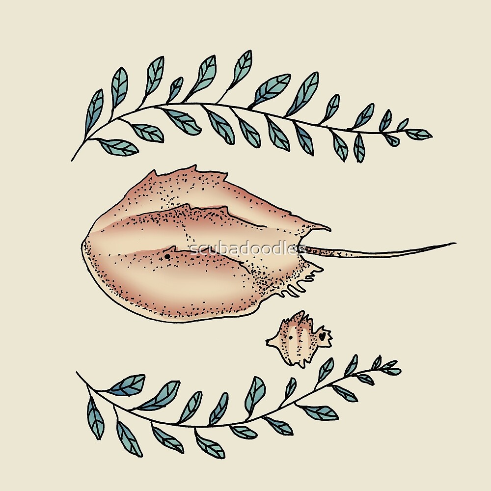 "Horseshoe Crab Drawing" by scubadoodles Redbubble