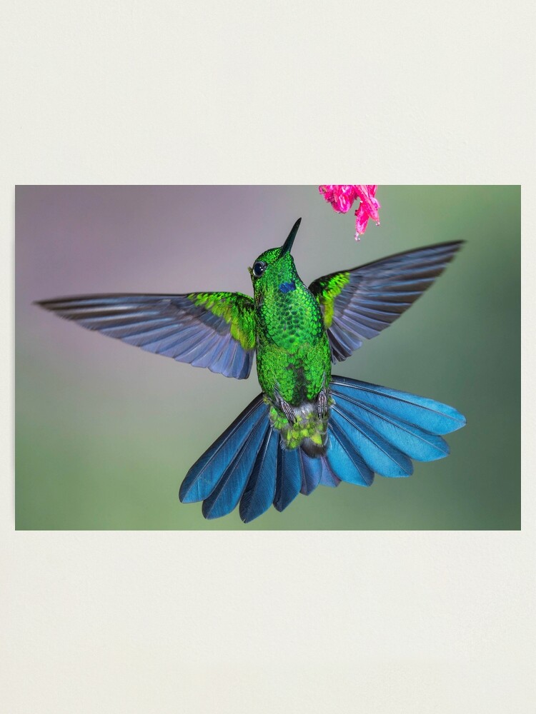 Lámina fotográfica «Colibrí brillante verde y azul con alas abiertas» de  jhortonphoto | Redbubble