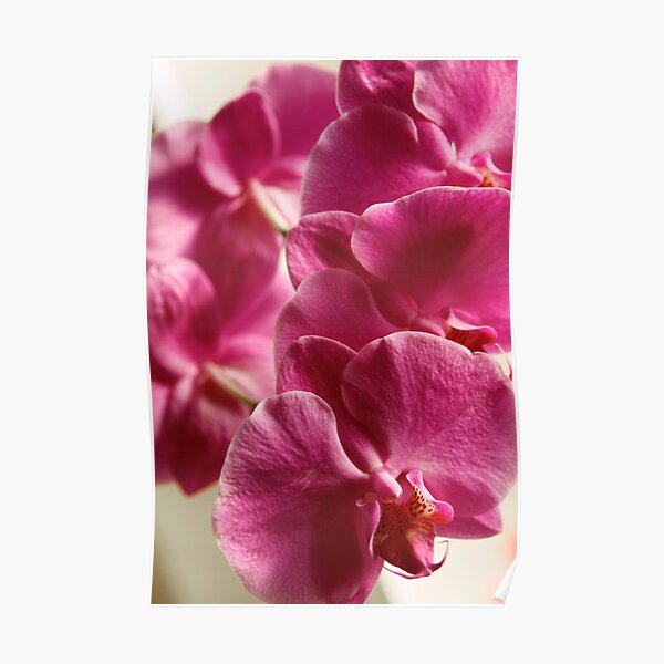 Orchids Poster