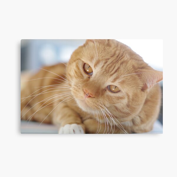 What's Up? Metal Print