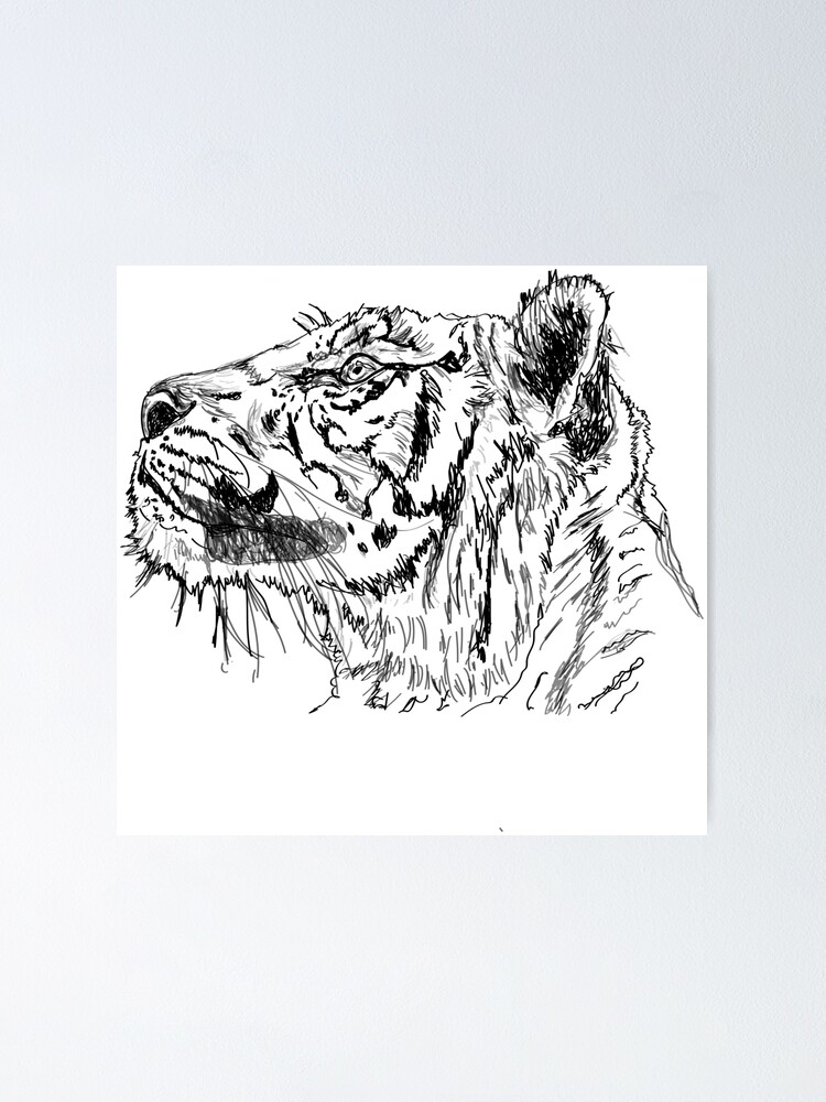 Drawn White Tiger Jungle Drawing  Tiger Face Drawing Easy HD Png Download   678x600182901  PngFind