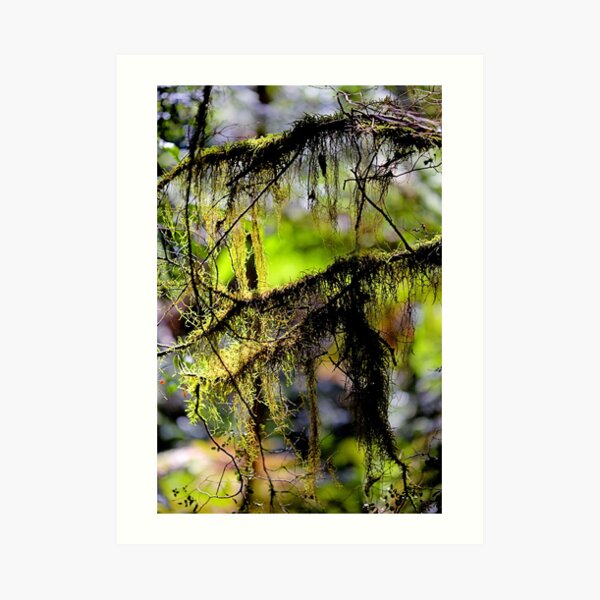 "Tree Fluff" Art Print