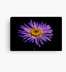 Showy (Very Showy) Aster Canvas Print