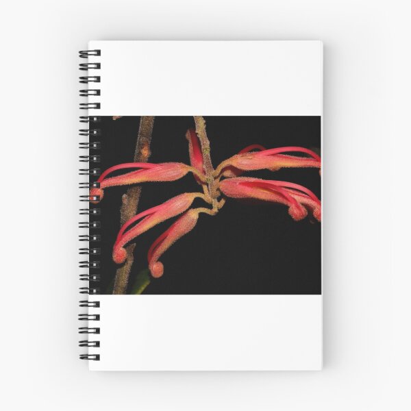 Item preview, Grevillea miqueliana  designed and sold by andrachne.