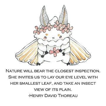 Artwork thumbnail, Spring Moth by Shereen Keshvadian