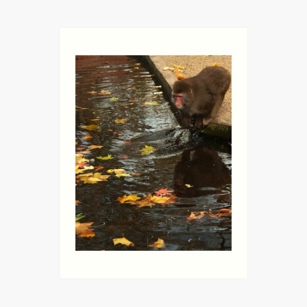 Playing with autumn leaves or...? - Spelen met herfst bladeren of... ? Art Print