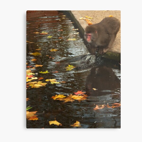 Playing with autumn leaves or...? - Spelen met herfst bladeren of... ? Metal Print