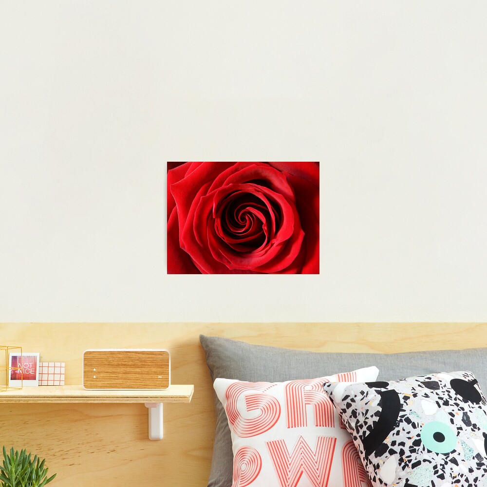 Rose Photographic Print