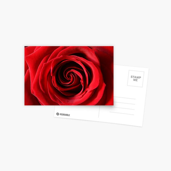 Rose Postcard