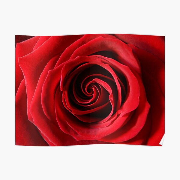 Rose Poster
