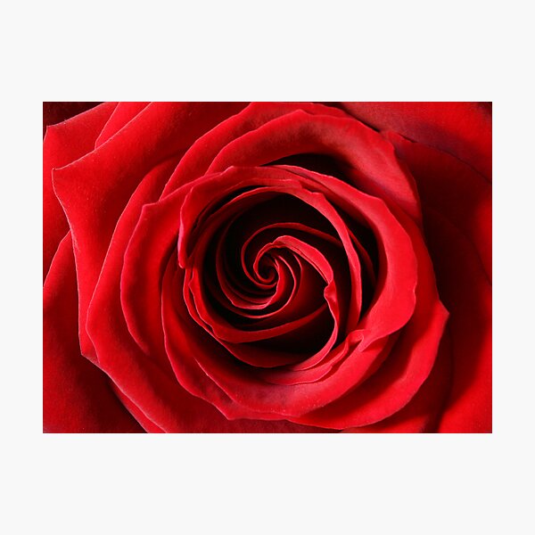 Rose Photographic Print