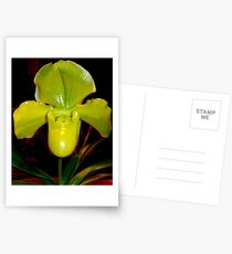 Lady slipper orchid Postcards