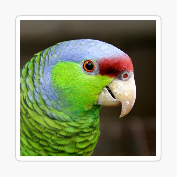 Parrot Christmas Ornament Amazon Mexican Red-Headed Lilac-Crowned Blue-Fronted 