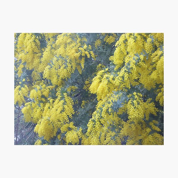 Cootamundra Wattle in the Rain! Front garden, Australian Native Tree. Photographic Print