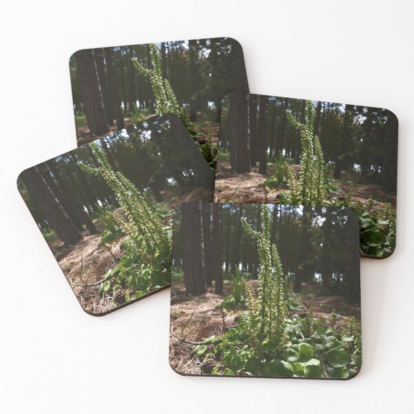 Item preview, Wall Pennywort (Umbilicus rupestris) designed and sold by IOMWildFlowers.