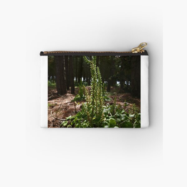 Item preview, Wall Pennywort (Umbilicus rupestris) designed and sold by IOMWildFlowers.
