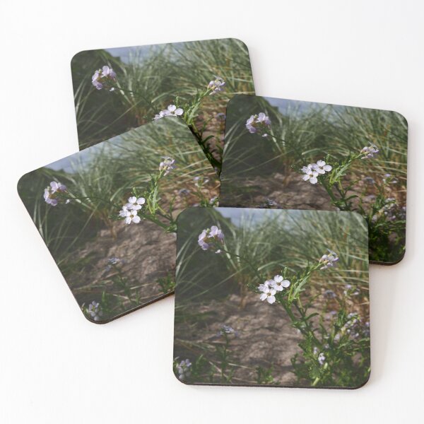 Item preview, Sea Rocket (Cakile maritima) designed and sold by IOMWildFlowers.