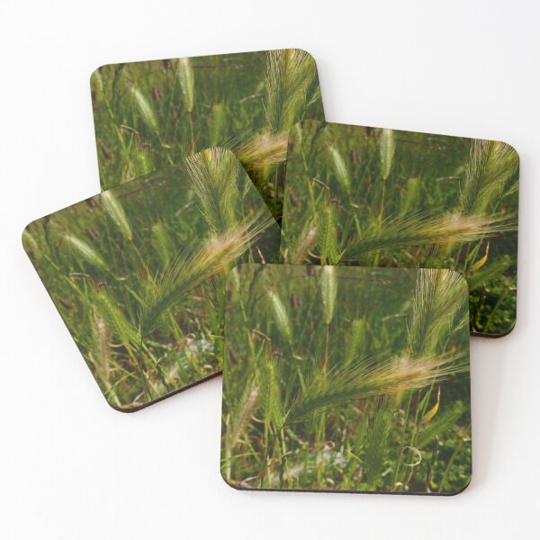 Item preview, Wall Barley (Hordeum murinum) designed and sold by IOMWildFlowers.