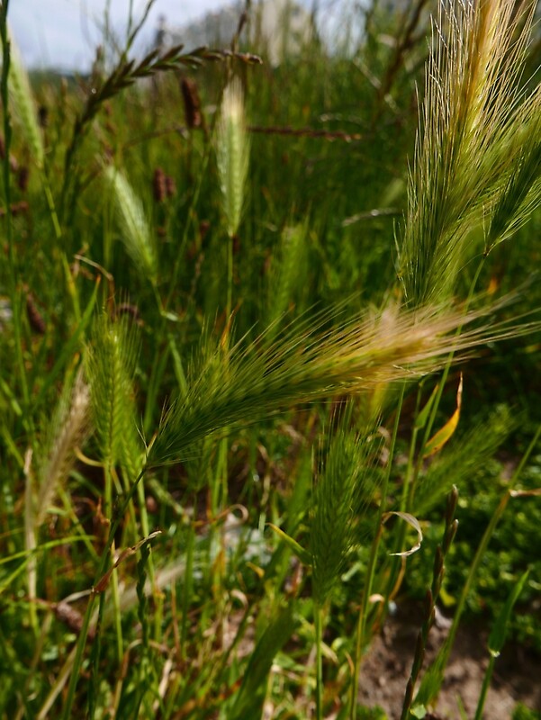 "Wall Barley (Hordeum murinum)" by IOMWildFlowers Redbubble