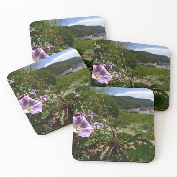 Item preview, Field Bindweed (Convolvulus arvensis) designed and sold by IOMWildFlowers.