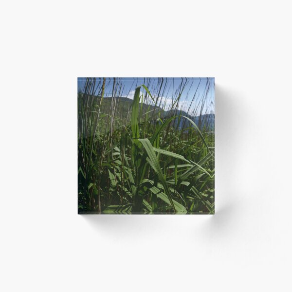 Common Reed (Phragmites australis) Acrylic Block
