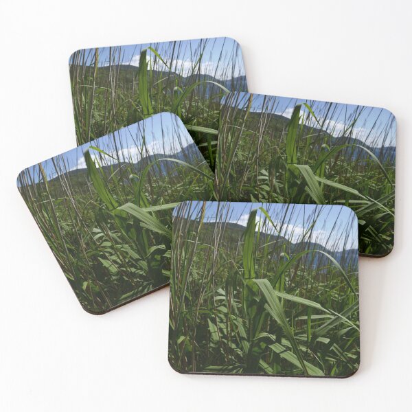 Item preview, Common Reed (Phragmites australis) designed and sold by IOMWildFlowers.